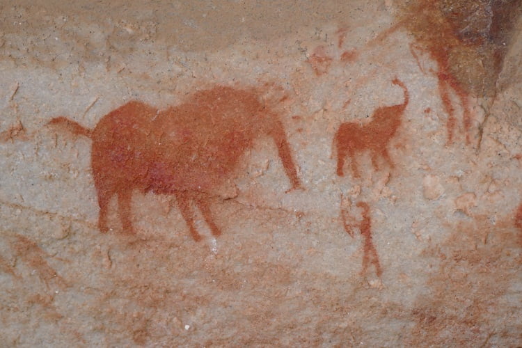 Elephant Hunt in Bushmans Kloof