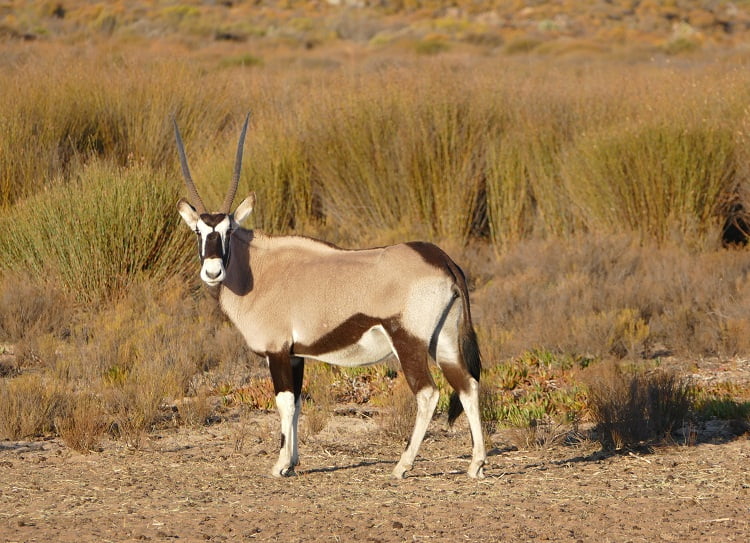 Oryx Safari Bushmans Kloof