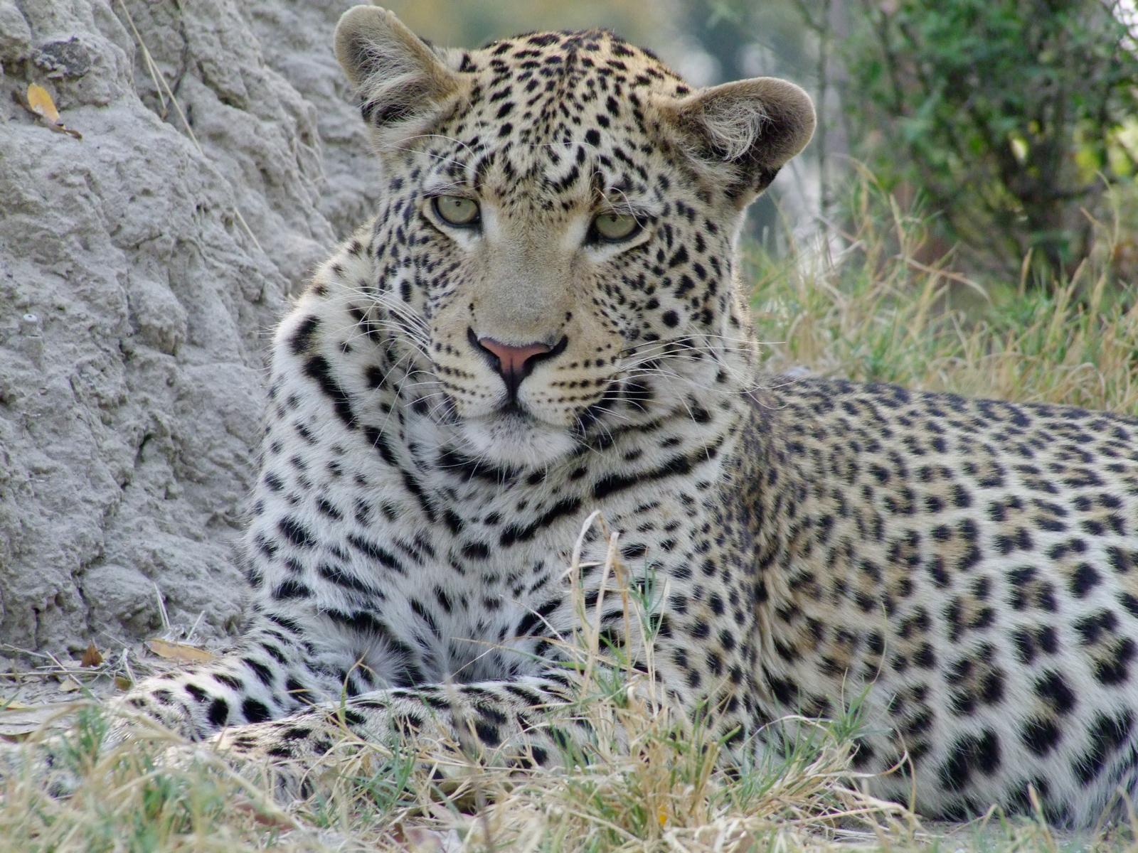 Leopard Botswana