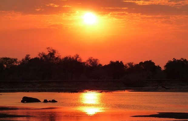 Nilpferde im South Luangwa in Sambia