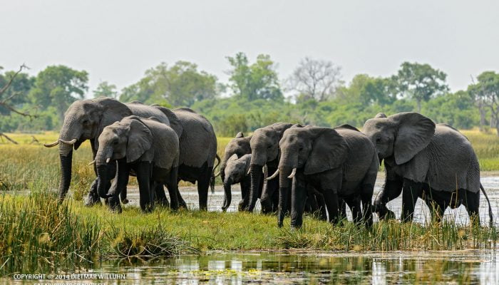 Safariphotography D. Willuhn Elefanten
