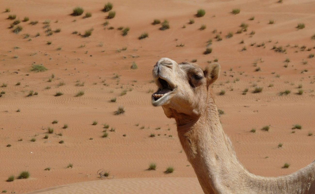 Auch ein Kamelritt ist in den Wahiba Sands möglich
