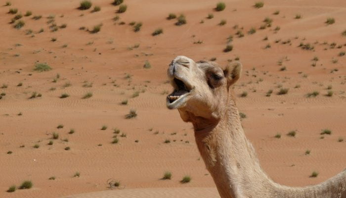 Auch ein Kamelritt ist in den Wahiba Sands möglich
