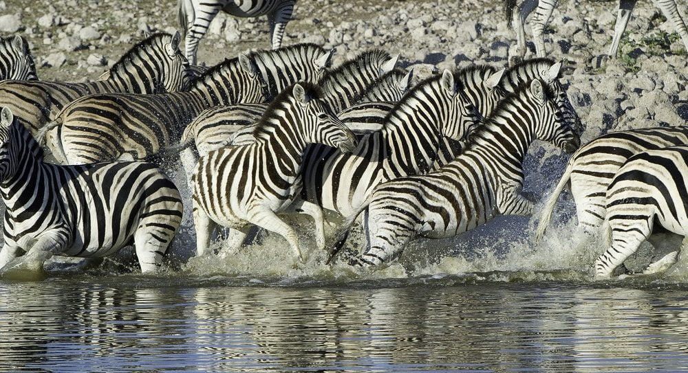 Namibia Safari im Ongava Game Reserve mit Reiseveranstalter Genuss Touren