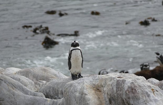 Pinguin am Stony Point bei Betty's Bay
