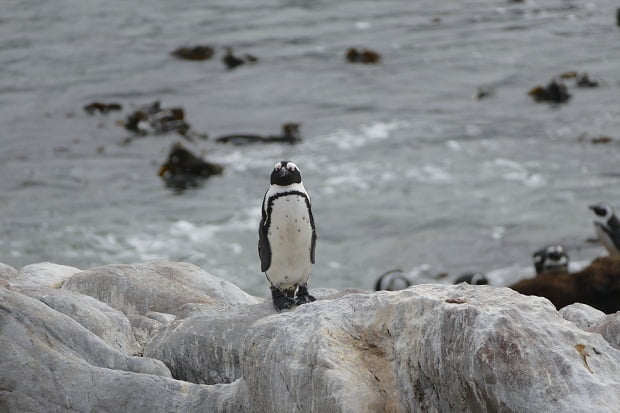 Pinguin am Stony Point bei Betty's Bay