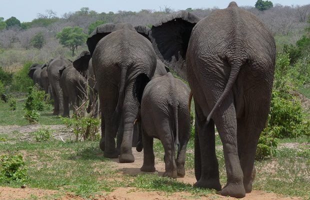 Elefantenherde in Botswana