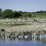 Safari im November und Dezember in Afrika