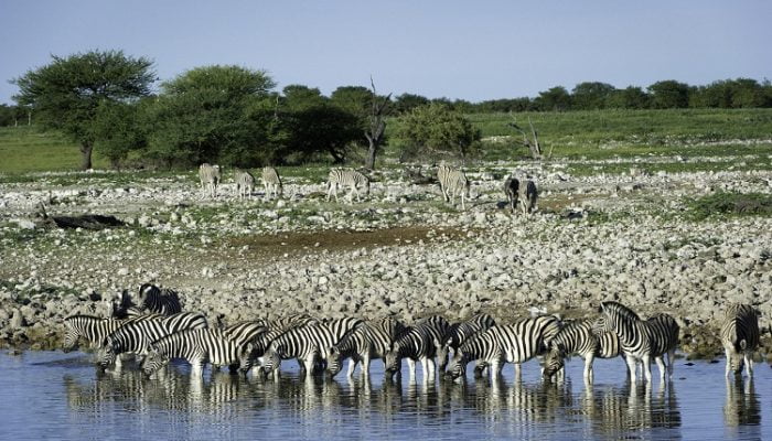 Safari im November und Dezember in Afrika