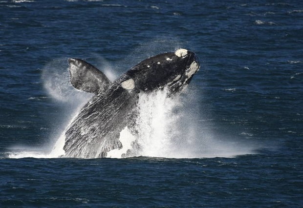 The Marine Hermanus Collection Liz McGrath