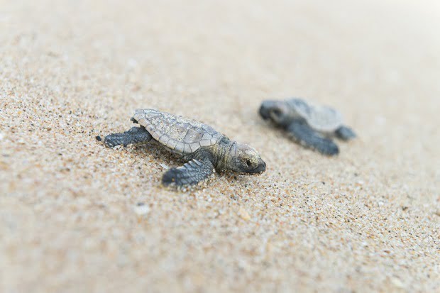 Wilderness Rocktail Beach