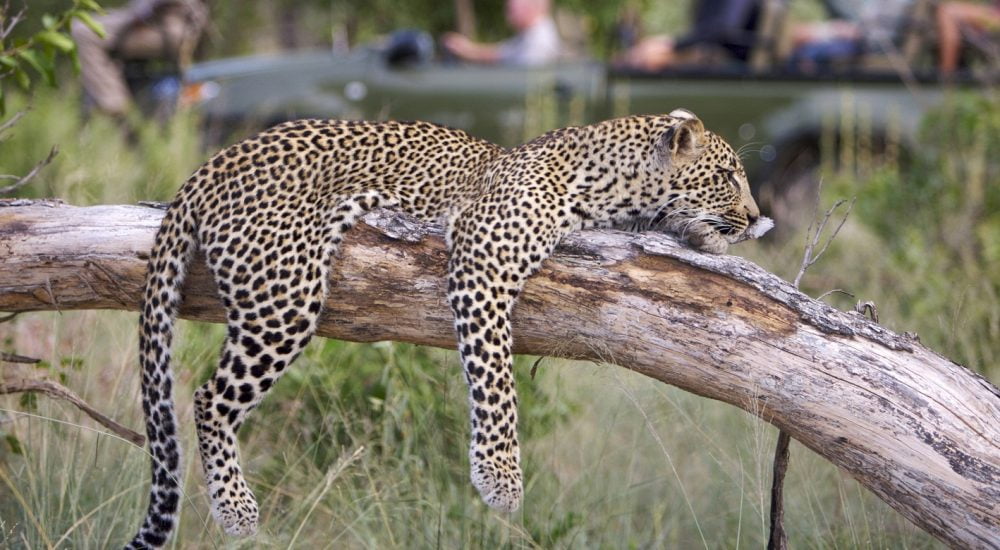 Elephant Plains Game Lodge bei Genuss Touren