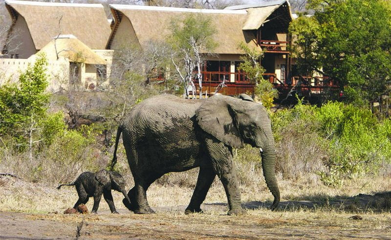 Elephanten vor der Elephant Plains Game Lodge