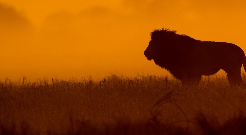 Safari im Kafue in Sambia
