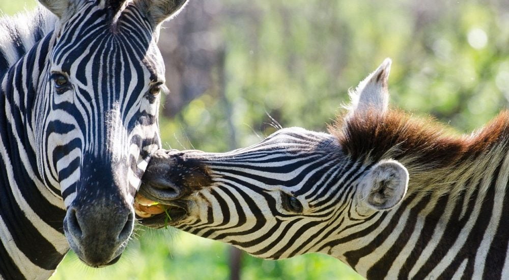 Individuelle Safaris im Krüger Nationalpark mit Safari Spezialist Genuss Touren