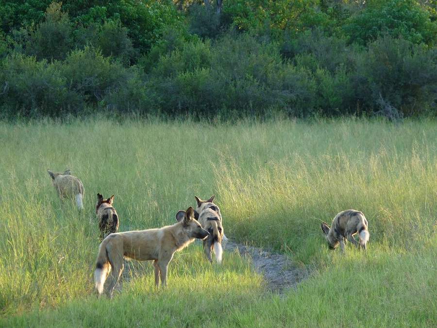 Wild Dogs in Botswana