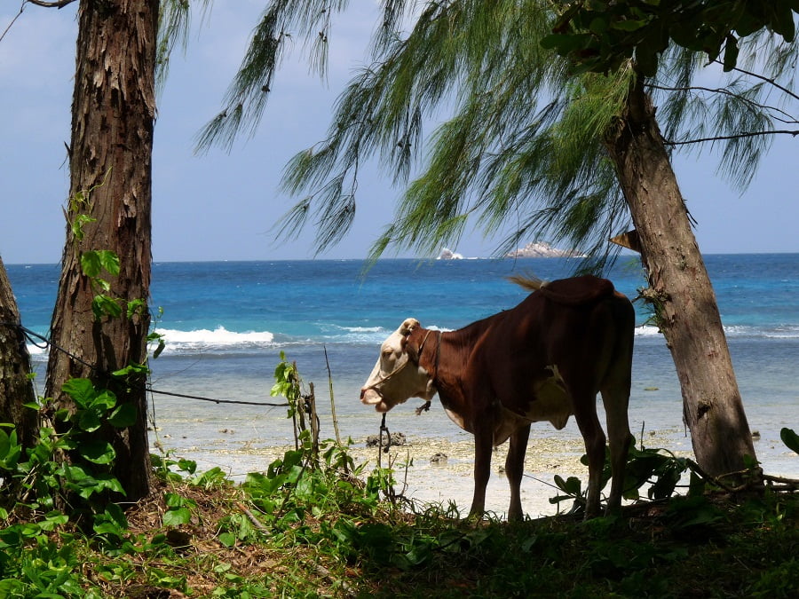 Kuh am Strand von La Digue