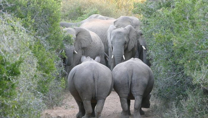 Elefanten und Nashörner im Kariega Game Reserve Südafrika