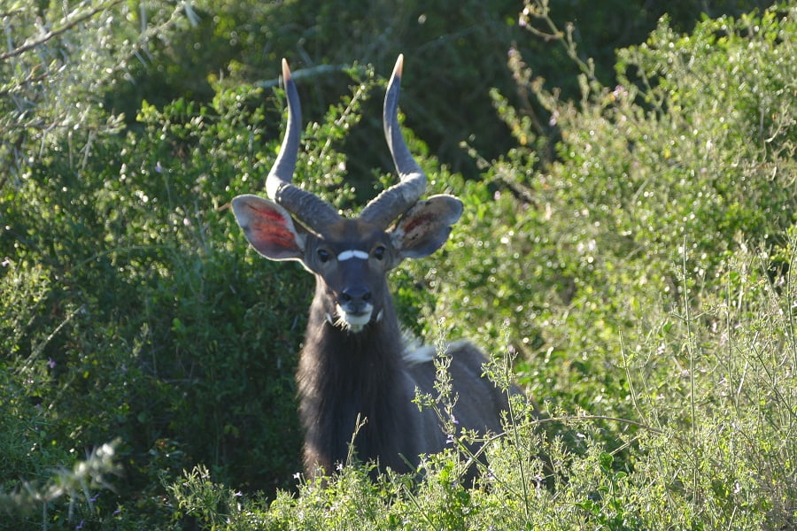Nyala im Kariega Game Reserve Südafrika