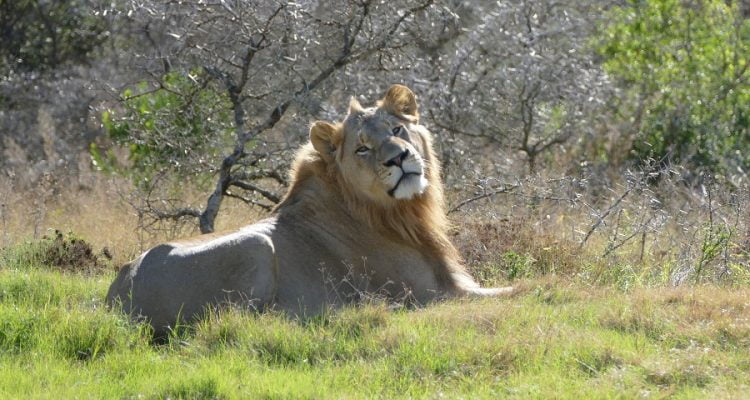 Tagesablauf einer Safari