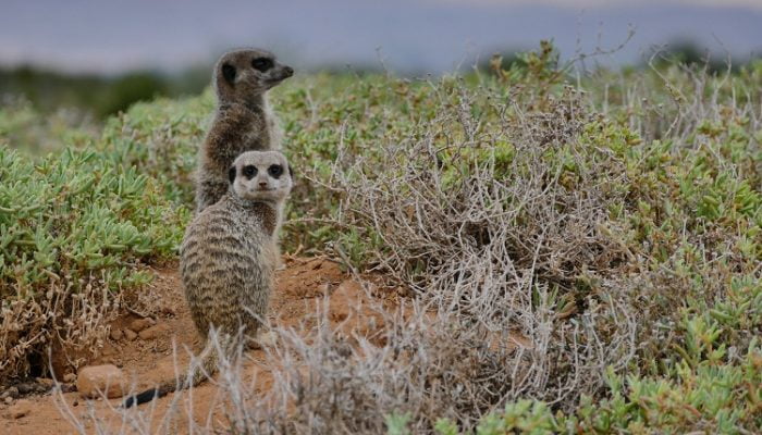 Erdmännchen in Südafrika - Meerkat Tour von De Zeekoe