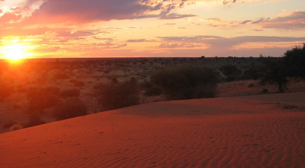 Rote Dünen der Kalahari in Namibia