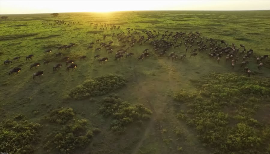 Gnus in der Ndutu Region in Tansania