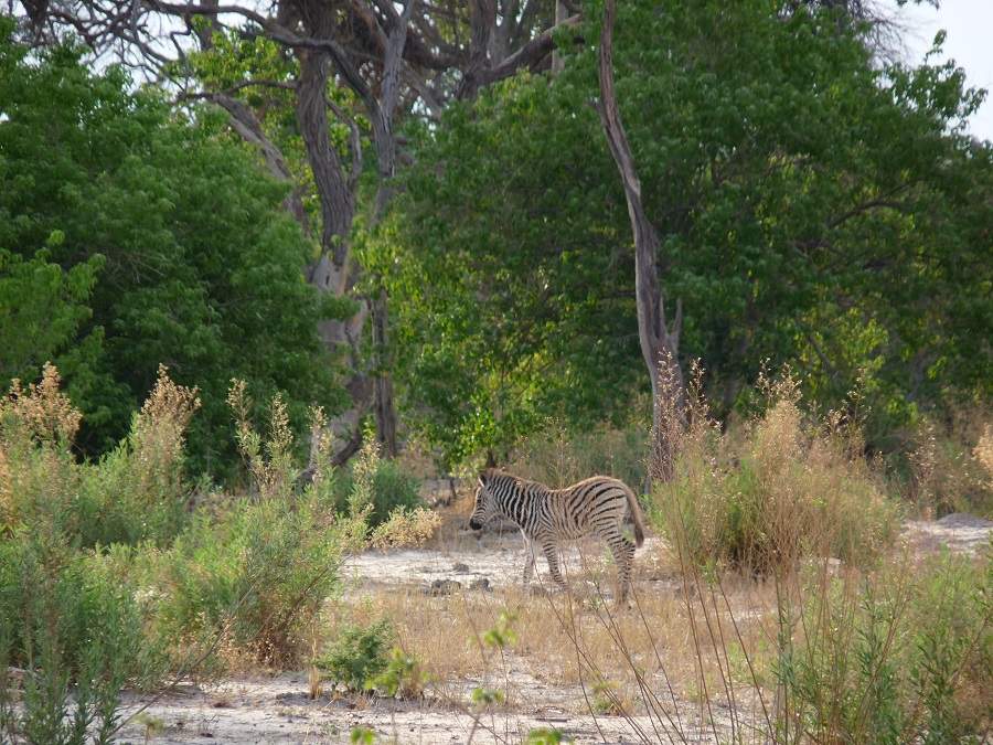 Zebra im dichten Busch in Botswana