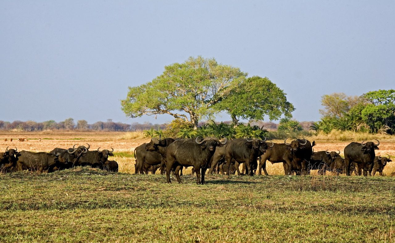 Im Kafue Nationalpark können Sie viele Büffel sehen