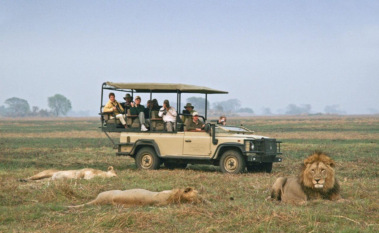 Löwen im Kafue Nationalpark