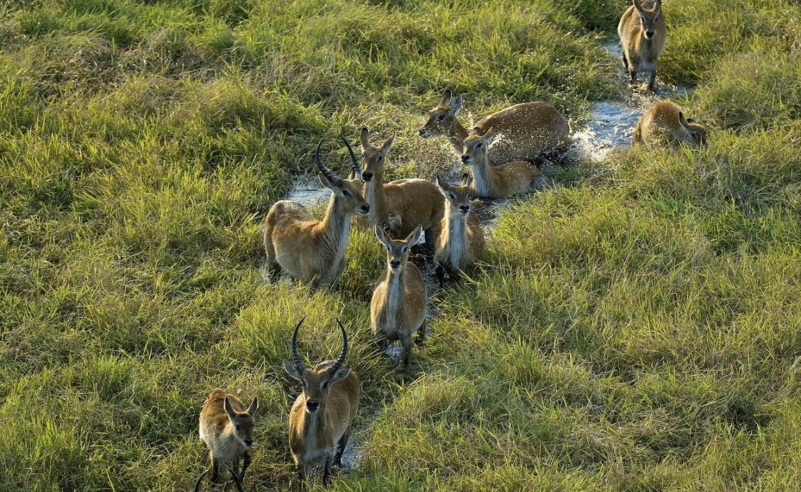 Pirschfahrt im Kafue - Pukus