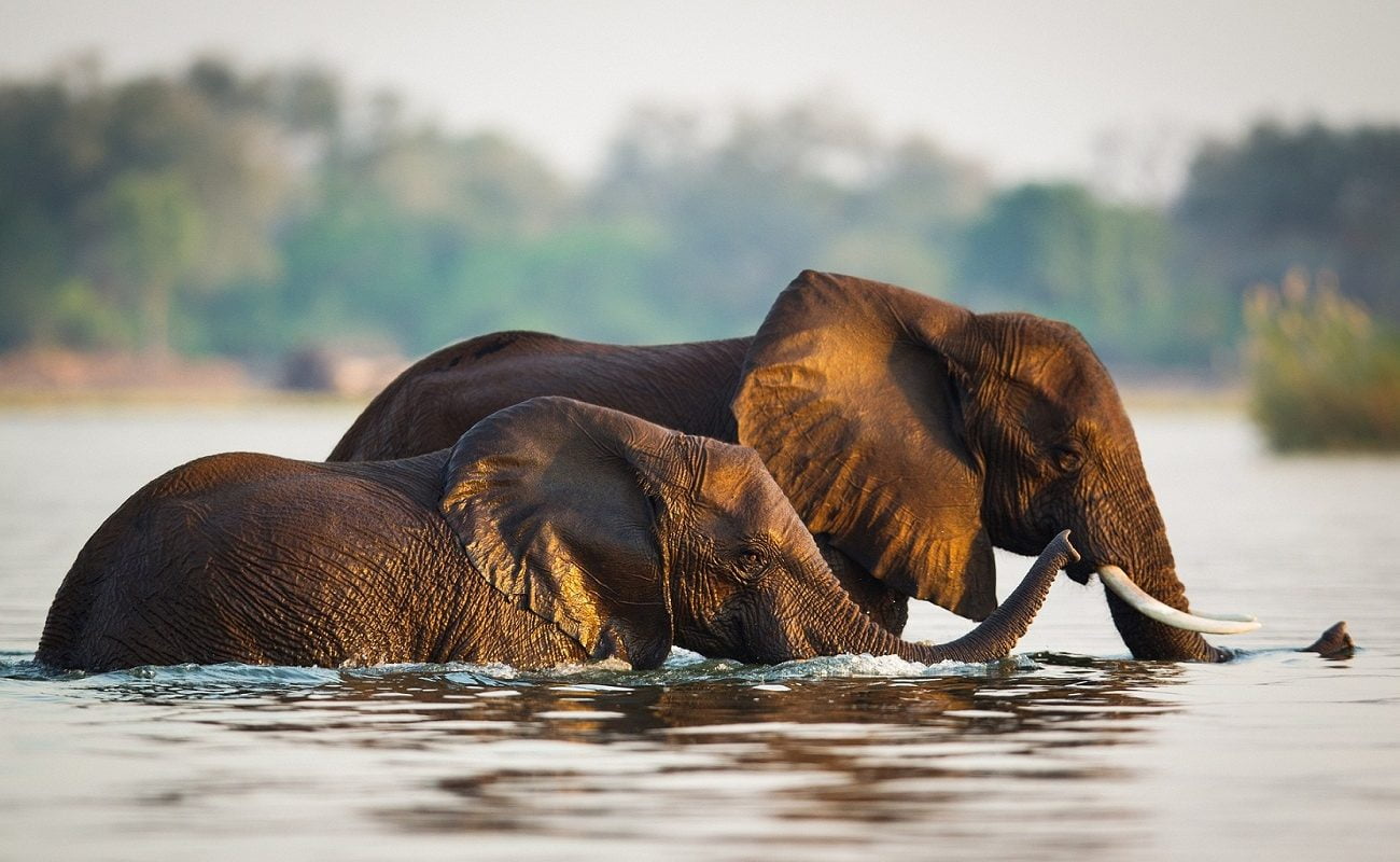 Elefanten im Lower Zambezi Nationalpark