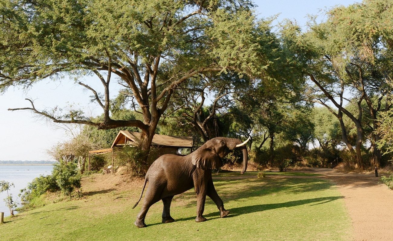 Elefanten kommen häufig ins Chongwe River Camp