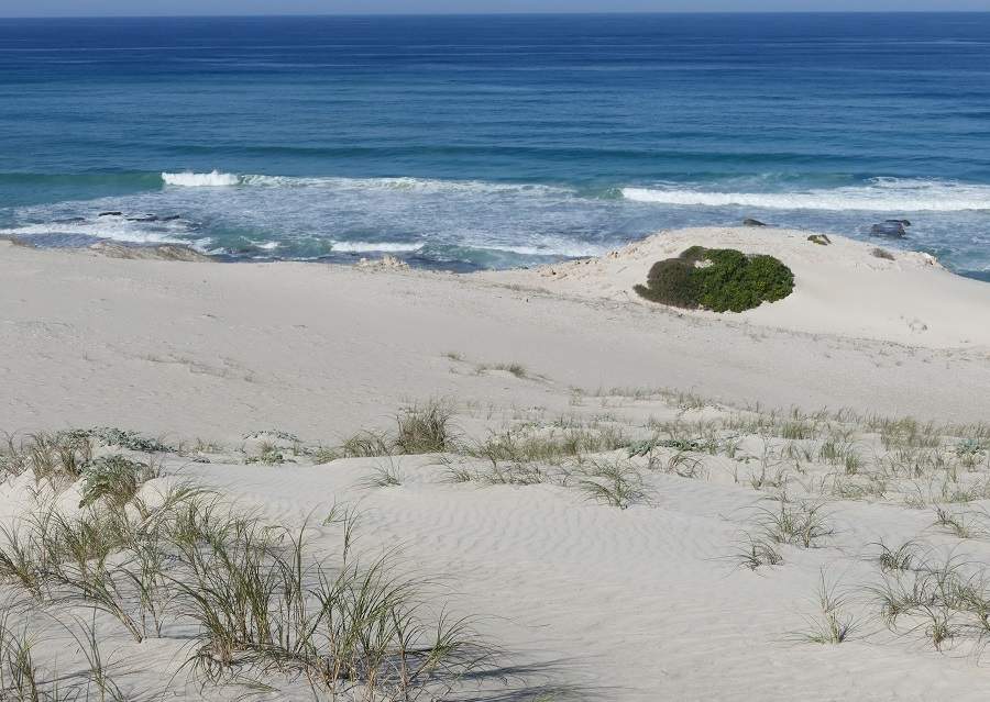 Walbeobachtung im De Hoop Nature Reserve