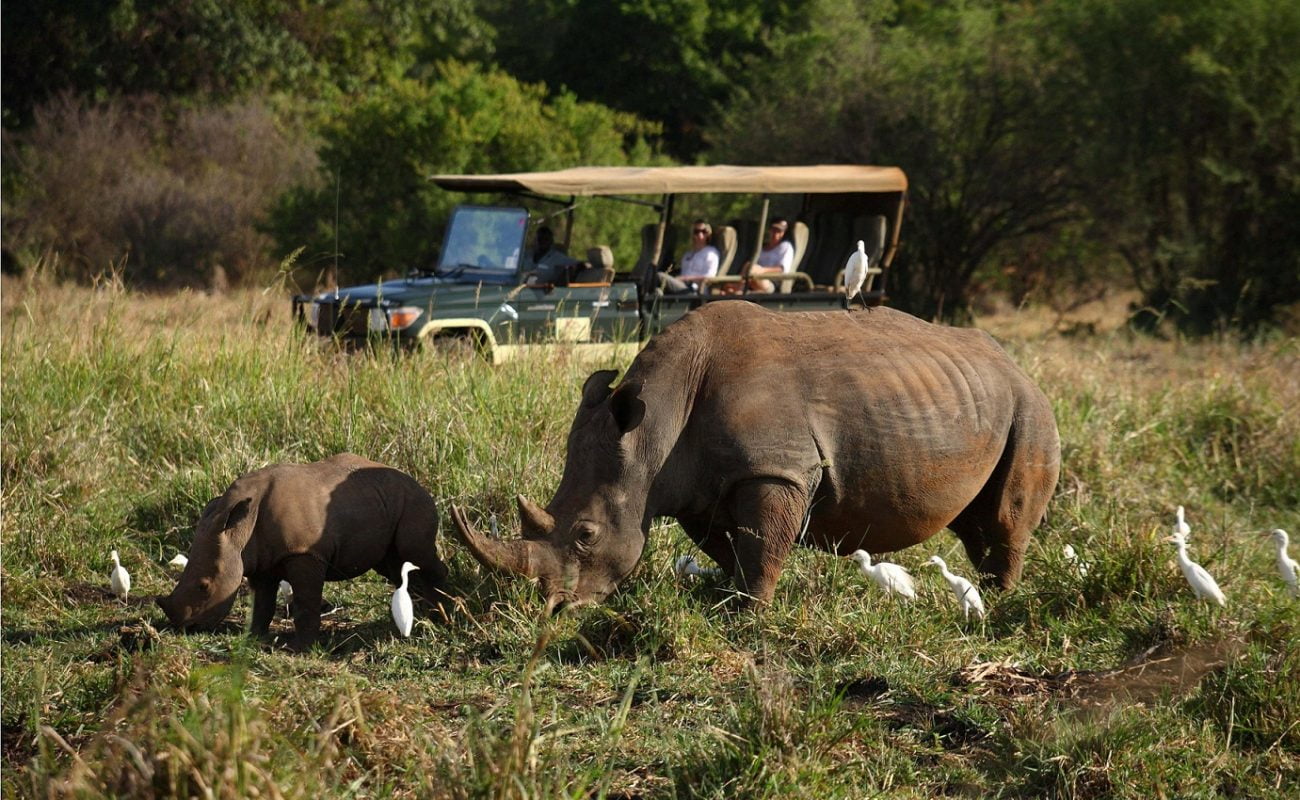 Auch die in Kenia so seltenen Nashörner können Sie hier sehen