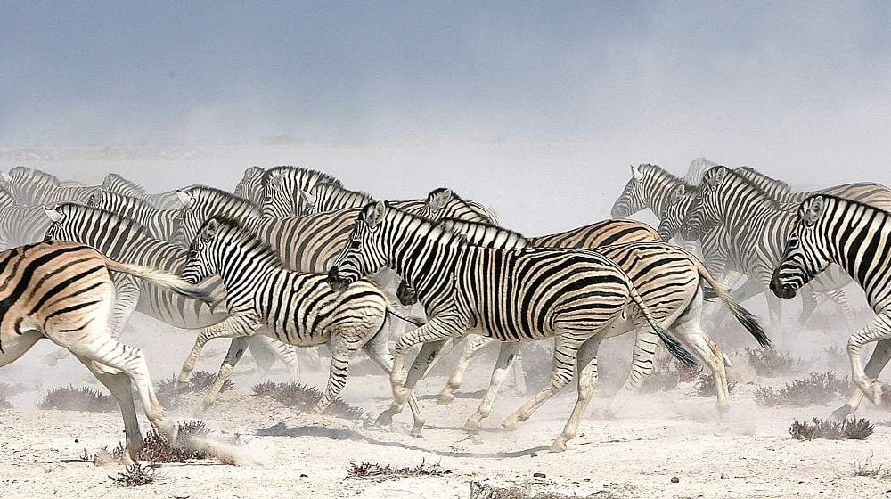 Exklusive Safaris im Etosha Nationalpark