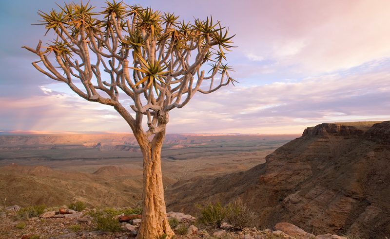 Köcherbäume sind typisch für Namibia - sie werden viele auf einer Namibia Rundreise mit Genuss Touren sehen