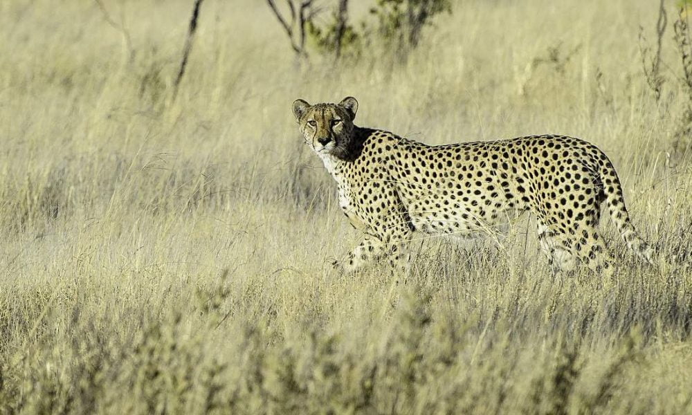 Exklusive Safaris in Kalahari und Makgadikgadi Pans in Botswana