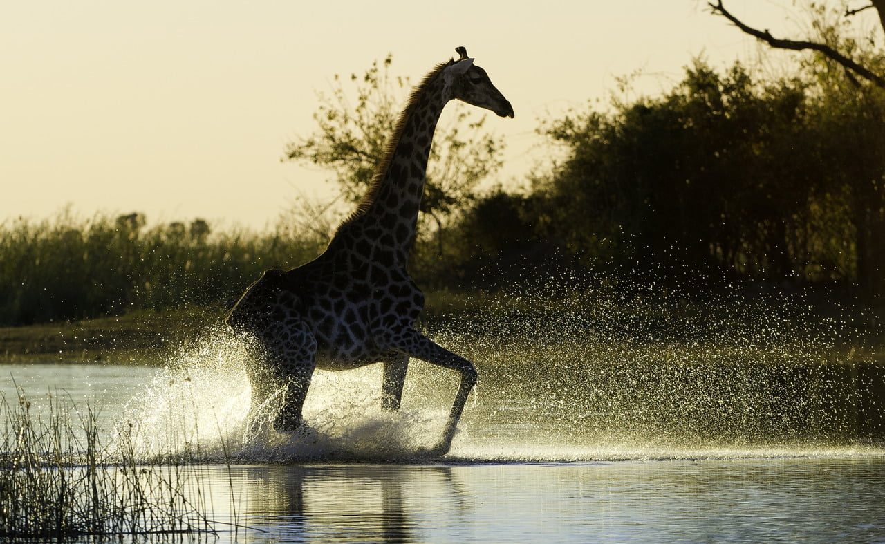 Giraffe im Linyanti Gebiet