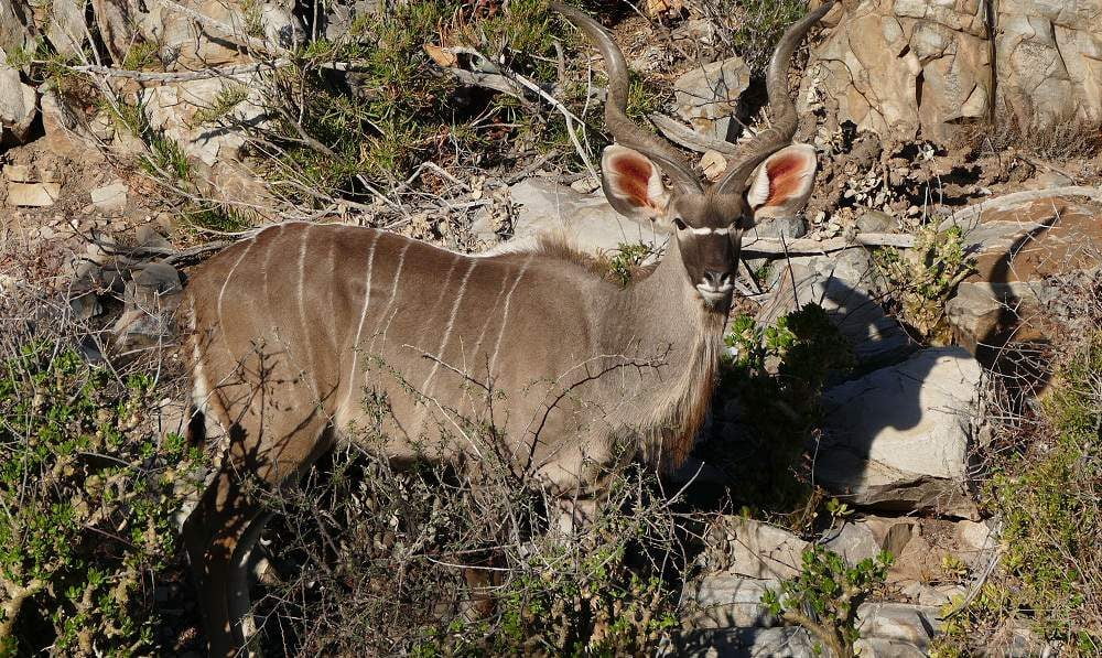 Lerne Sie die KLeine Karoo in Südafrika mit Genuss Touren kennen