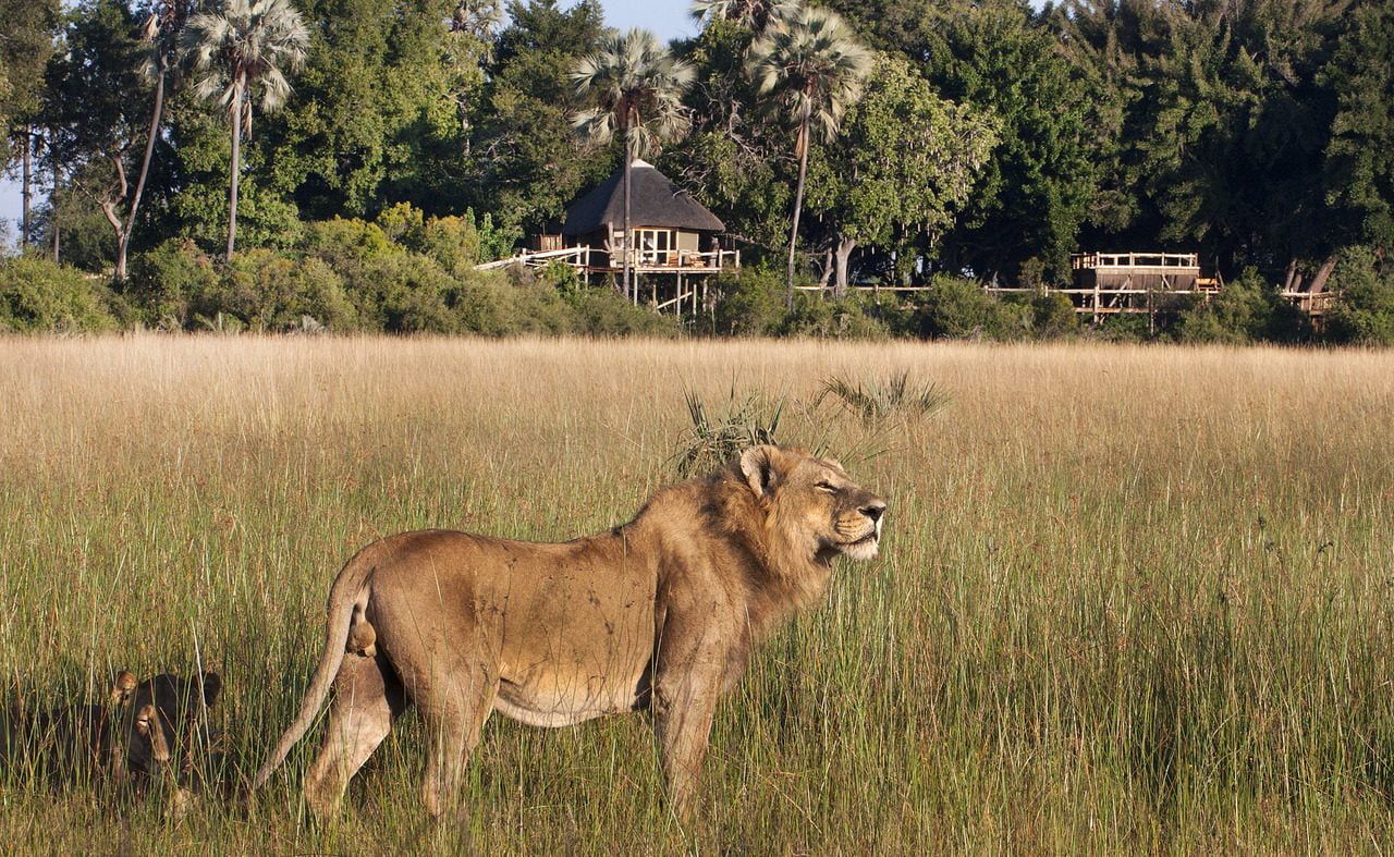 Löwe vor dem Kwetsani Camp