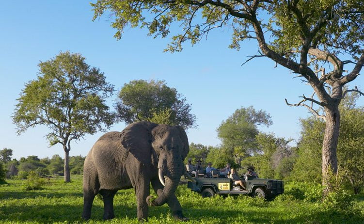 Elefant vor dem offenen Geländewagen im Sabi Sands Gebiet