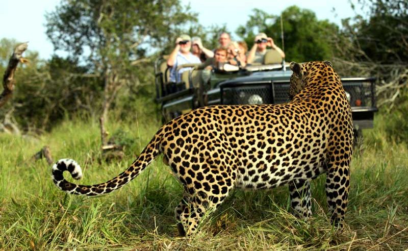 MalaMala ist eines der wildreichsten privaten Wildreservate - auch Leoparden sieht man hier