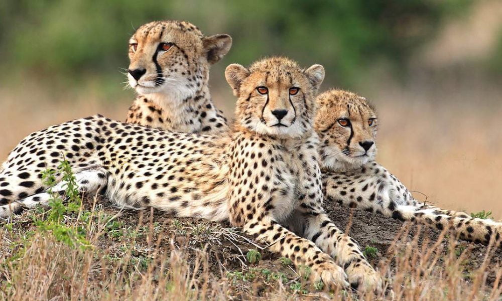 Buchen Sie Ihre Masai Mara Safari mit Genuss Touren