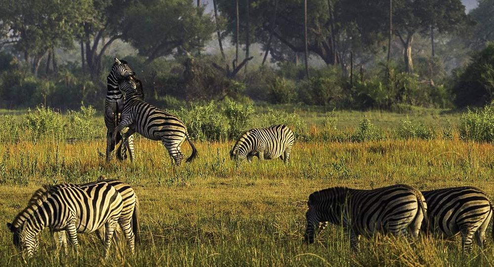 Exklusive Safaris im Moremi Gebiet mit Genuss Touren