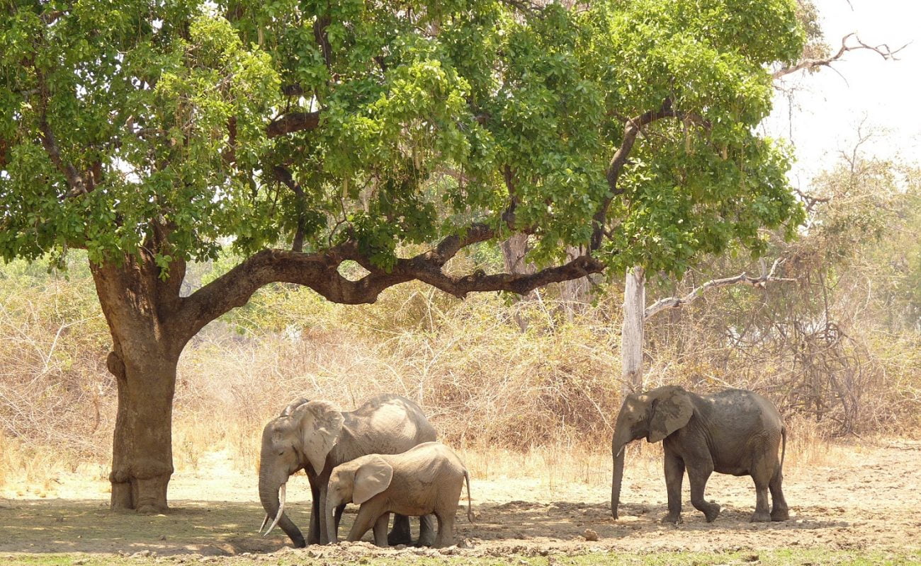 Bei Ihrer Sambia Safari mit Genuss Touren beginnt die Safari gleich vor dem Camp