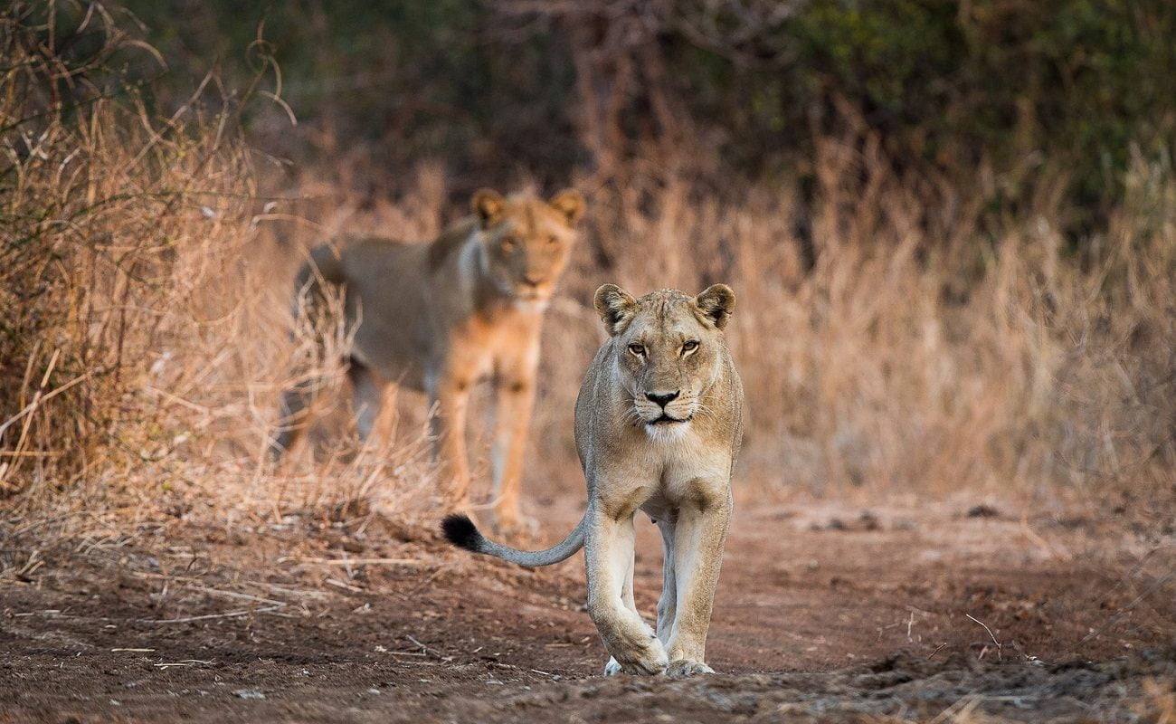 Löwen im wildreichen South Luangwa Nationalpark