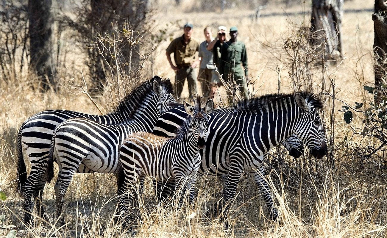 Beobachtung von Zebras bei einer Walking Safari
