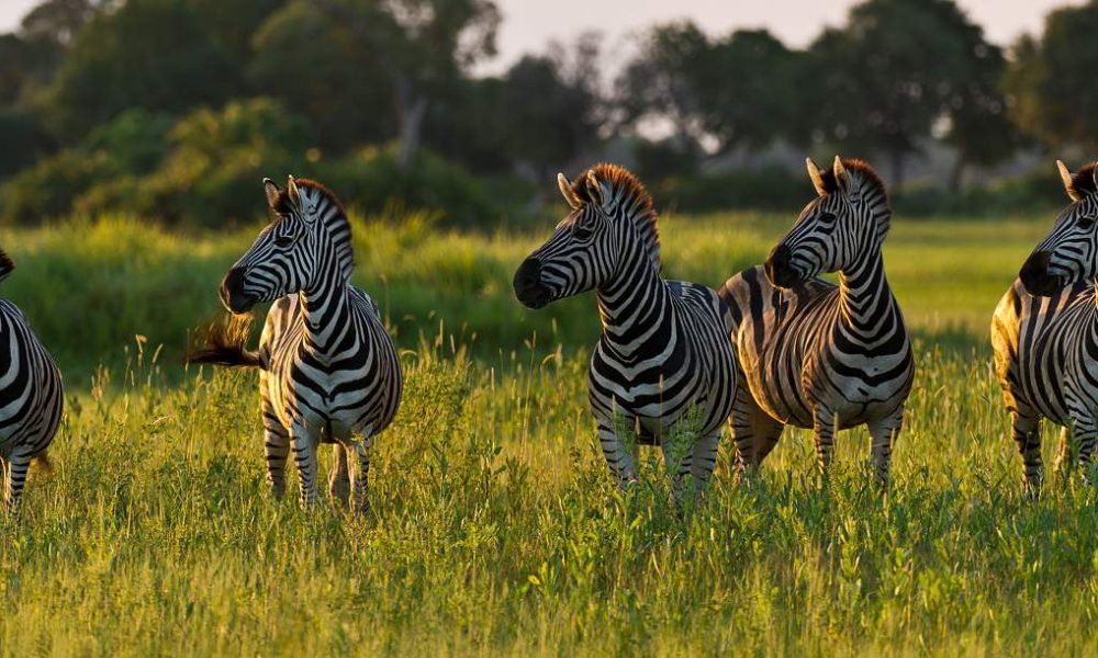 Flugsfaris und Rundreisen in Botswana