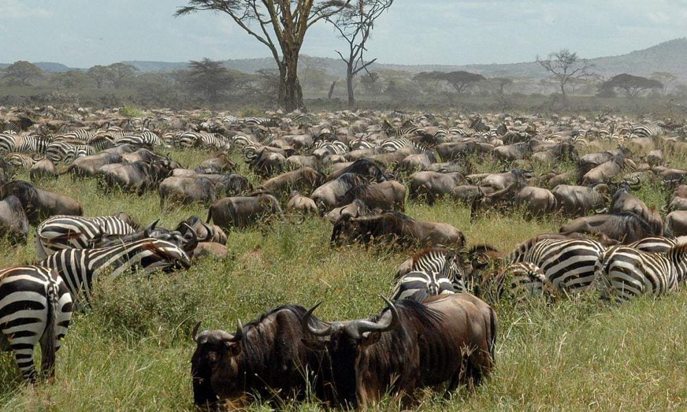 Buchen Sie Ihre Kenia Safari und Rundreise mit Afrika Spezialist Genuss Touren